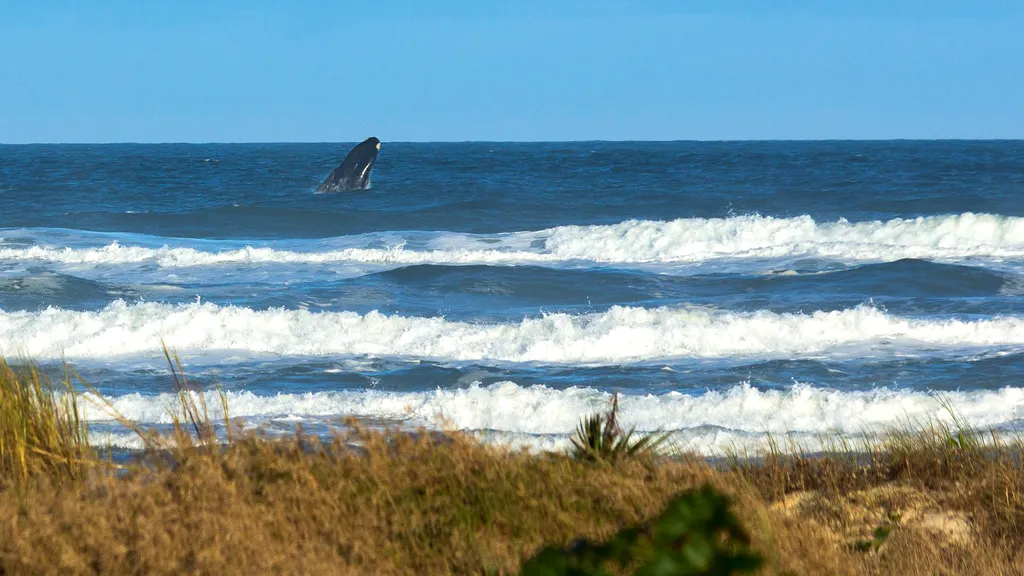 Baleia-franca-austral saltando ao longe, vista da praia no litoral sul de Santa Catarina