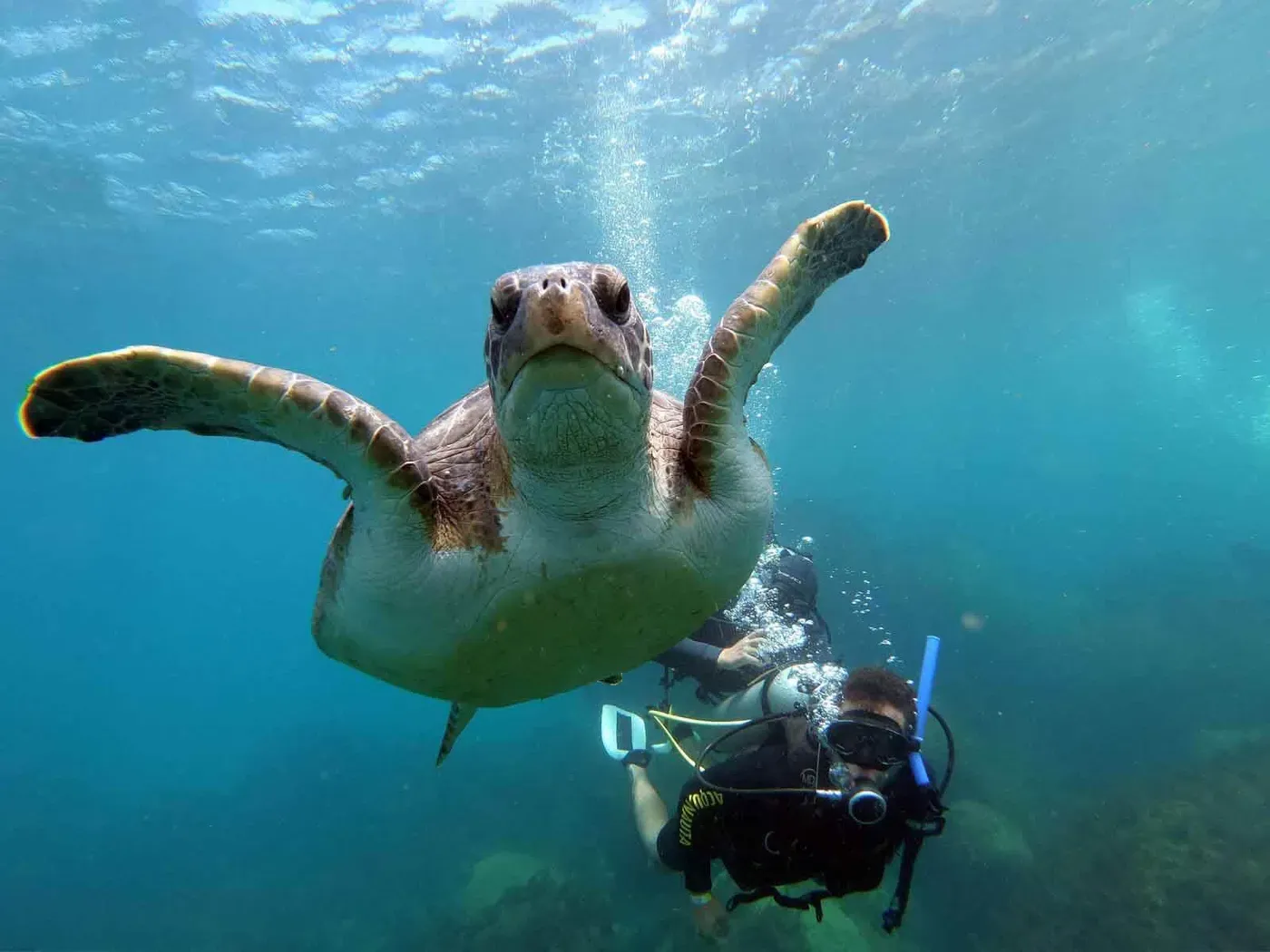Tartaruga-marinha nadando ao lado dos mergulhadores