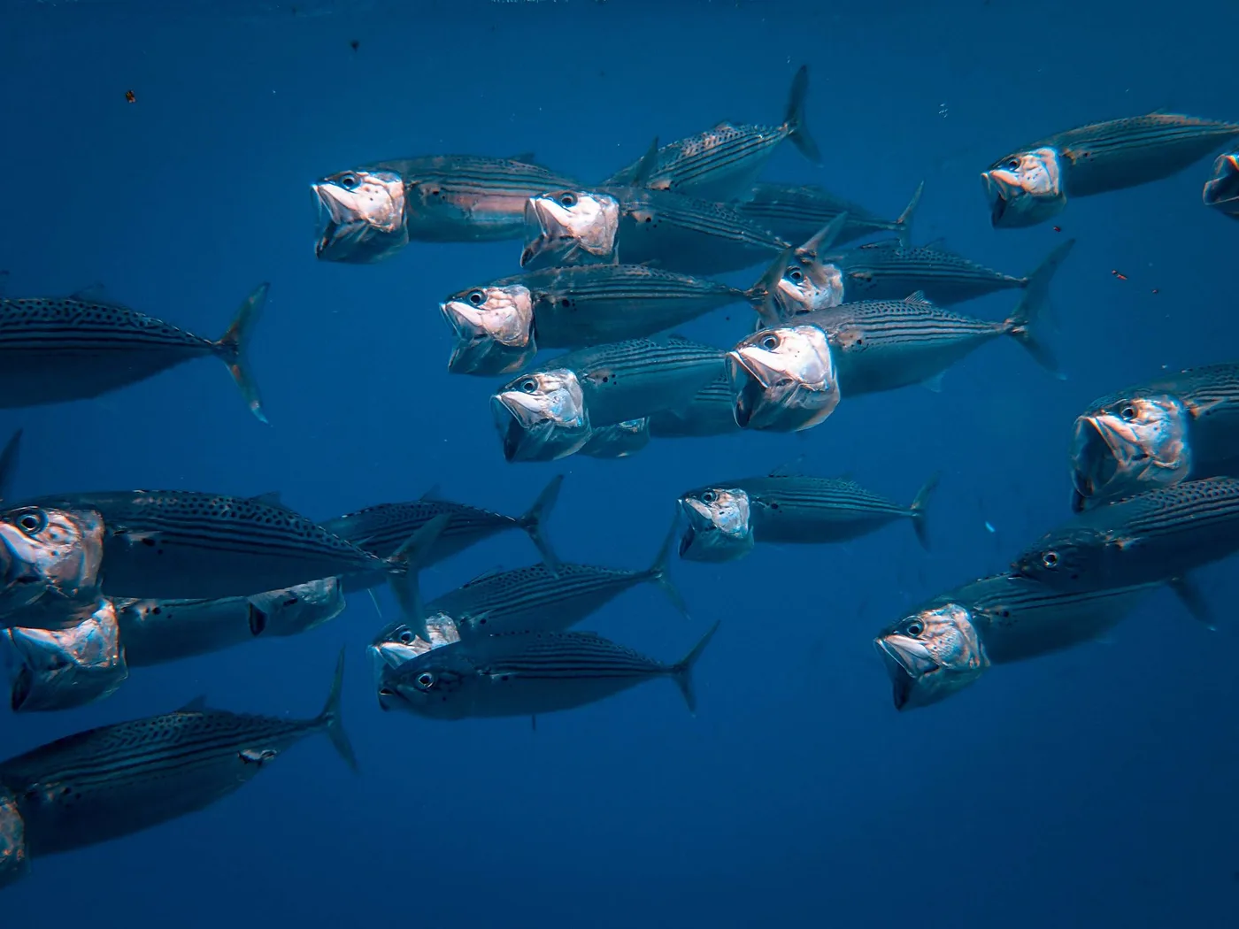 Cardume de peixes listrados nadando em água azul