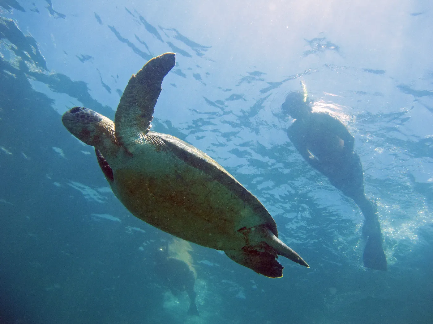 Tartaruga-marinha subindo em direção à superfície ao lado de um mergulhador no Arvoredo
