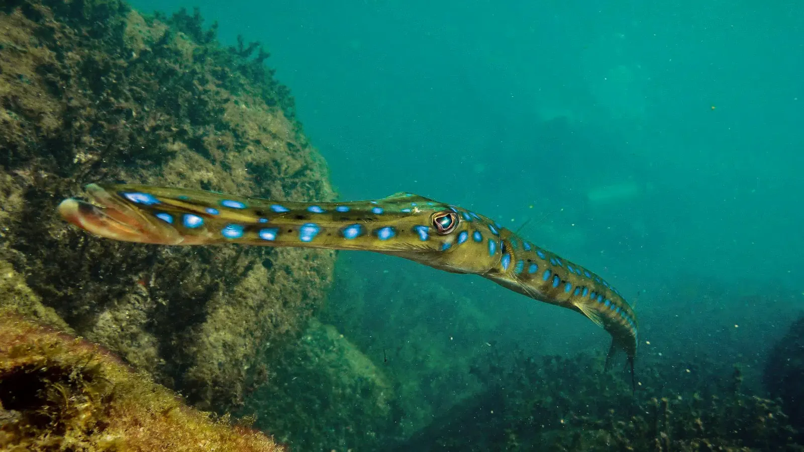 Peixe-trombeta com pintas azuis neon sobre o costão do Arvoredo