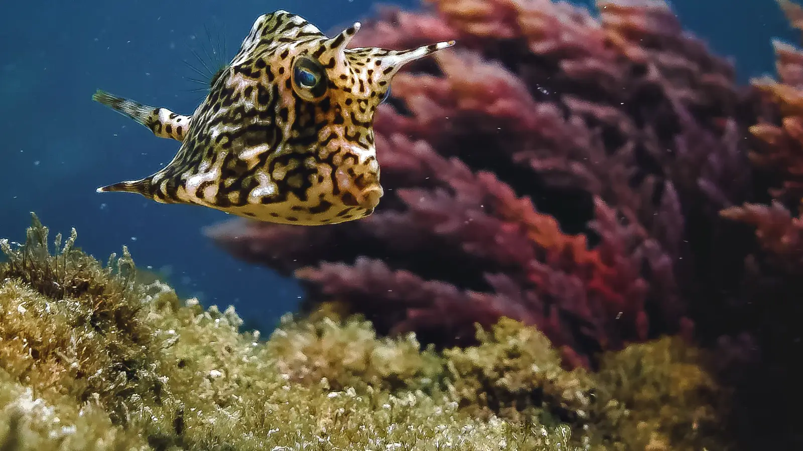 Peixe-cofre amarelo pintado nadando sobre algas coloridas no Arvoredo