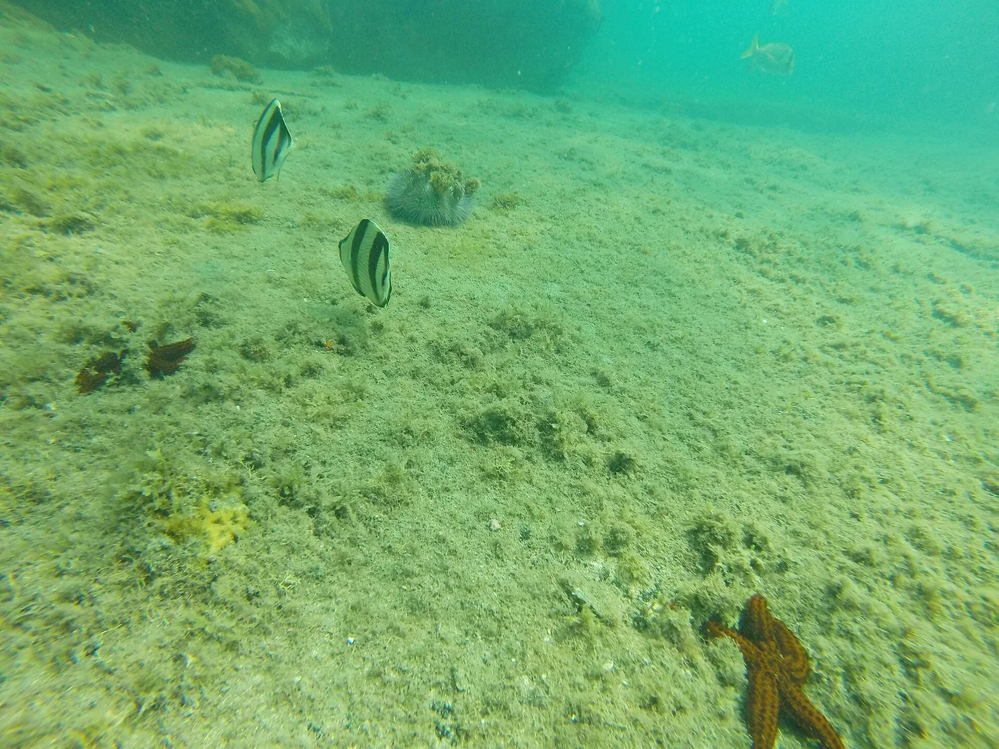 Fundo do mar na Ilha Anchieta com dois peixes-borboleta listrados, ouriço e estrelas-do-mar sobre o costão coberto de algas