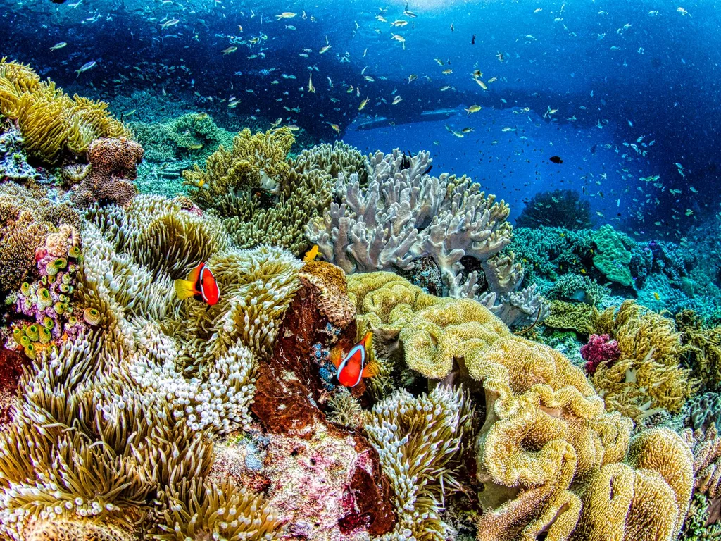 Mergulhador nadando entre colunas de coral em um recife tropical raso