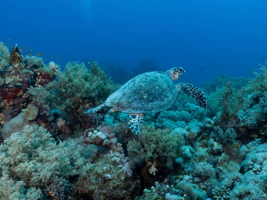 Tartaruga marinha nadando sobre um recife de coral em águas claras