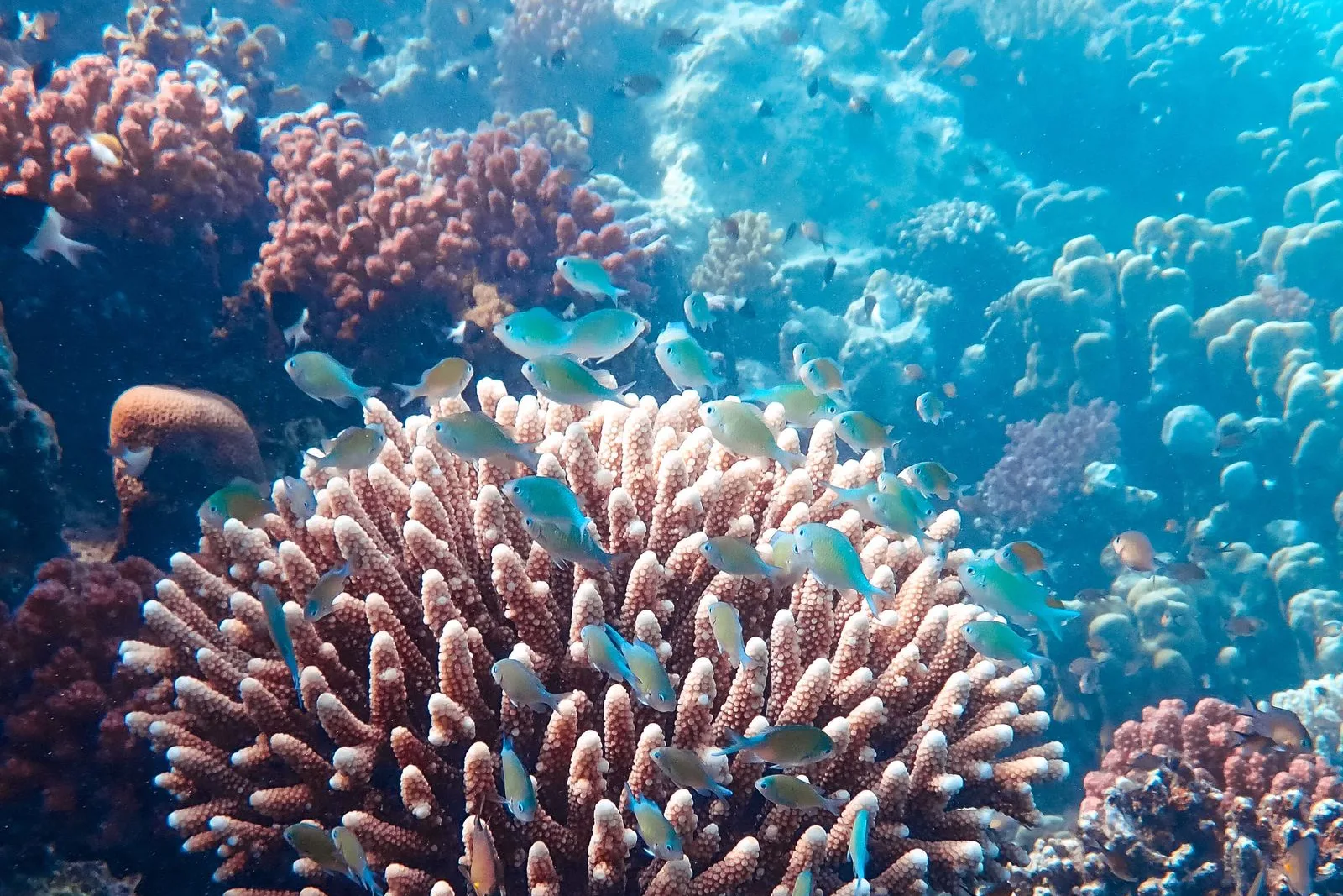 Close-up de corais coloridos e peixes em um recife tropical