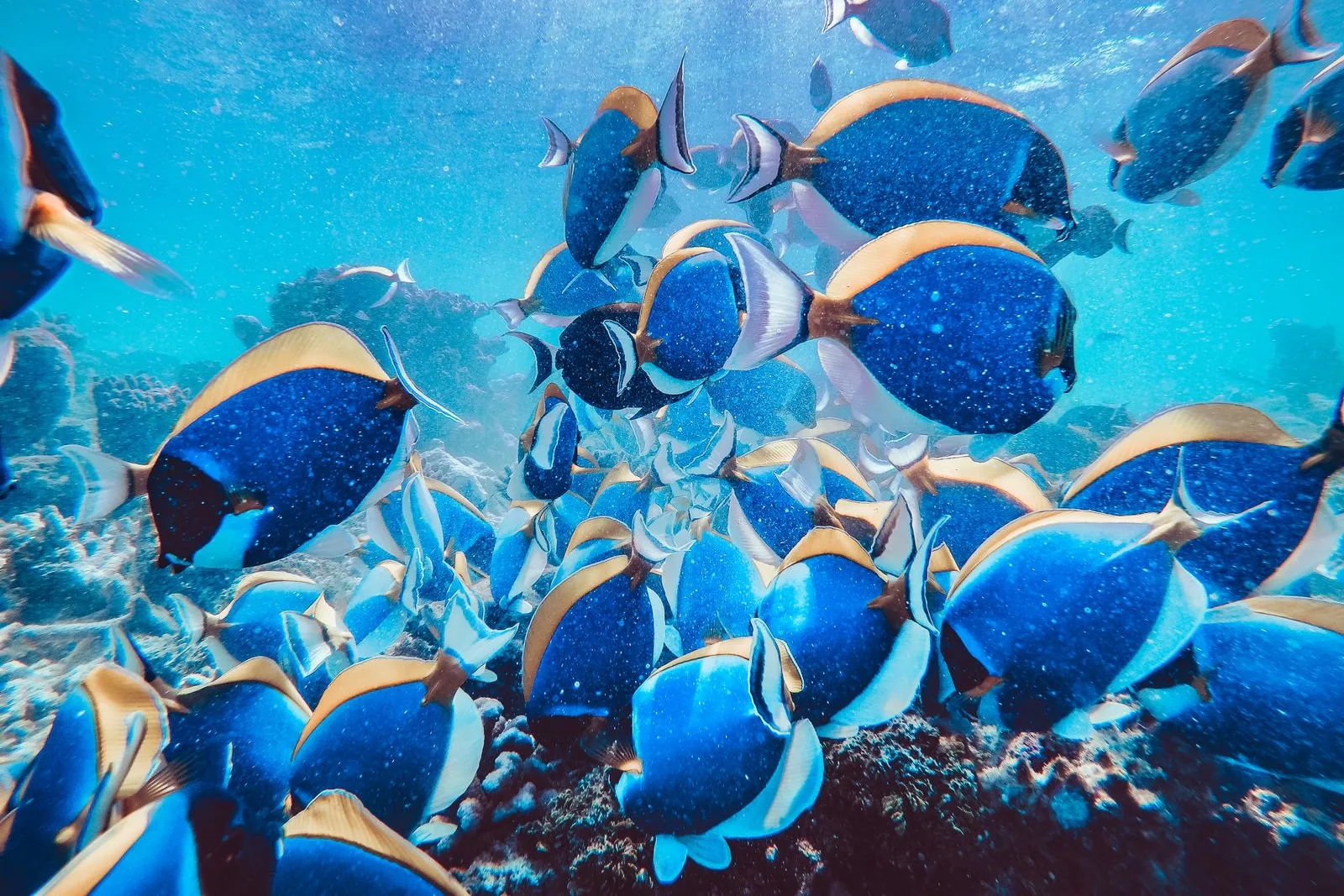 Cardume de peixes nadando sobre um recife de coral