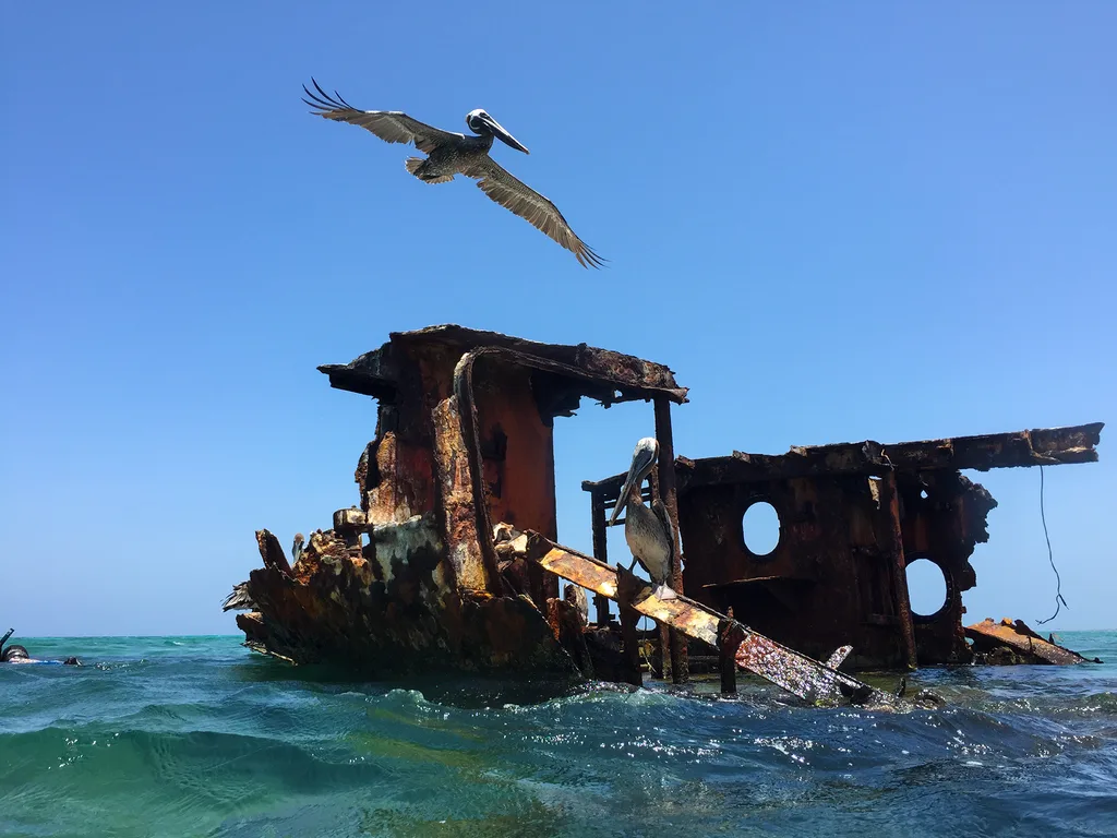 Pelicanos sobre os destroços enferrujados de um naufrágio que aflora no mar de Aruba