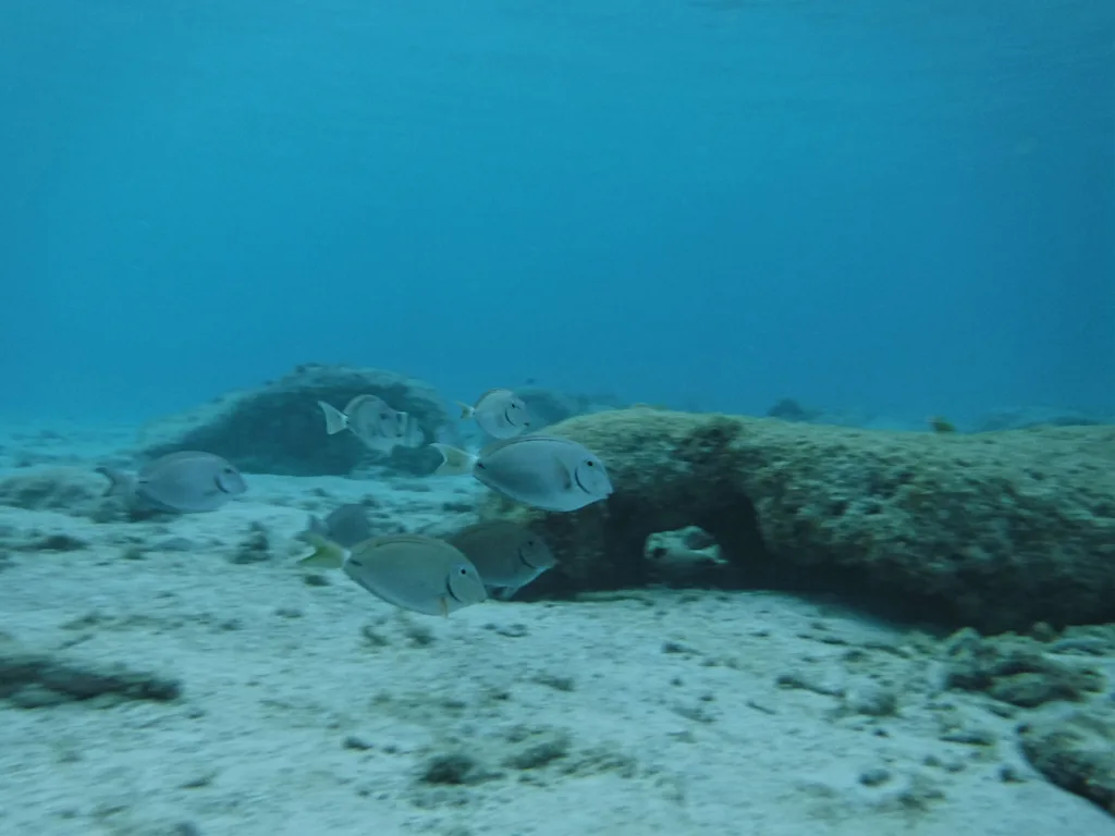 Peixes-cirurgiões nadando sobre o fundo de areia e coral em Mangel Halto, Aruba