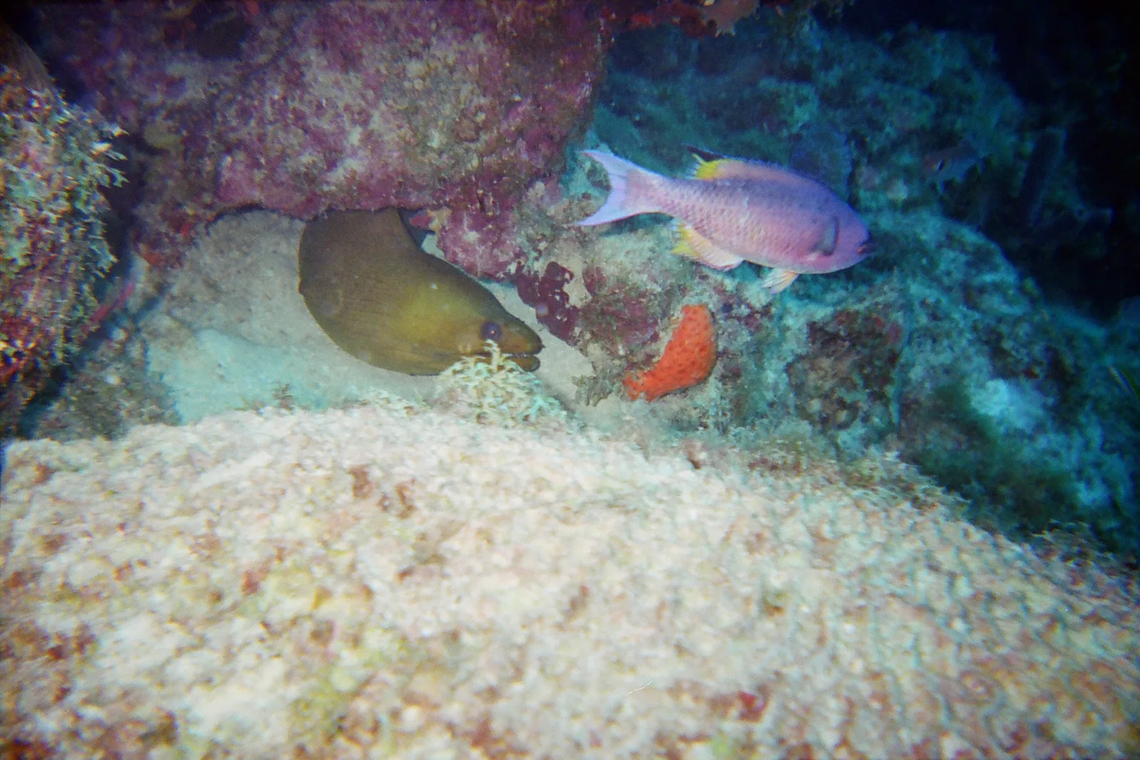 Moreia-verde na toca, ao lado de um peixe colorido, no recife de Malmok, Aruba