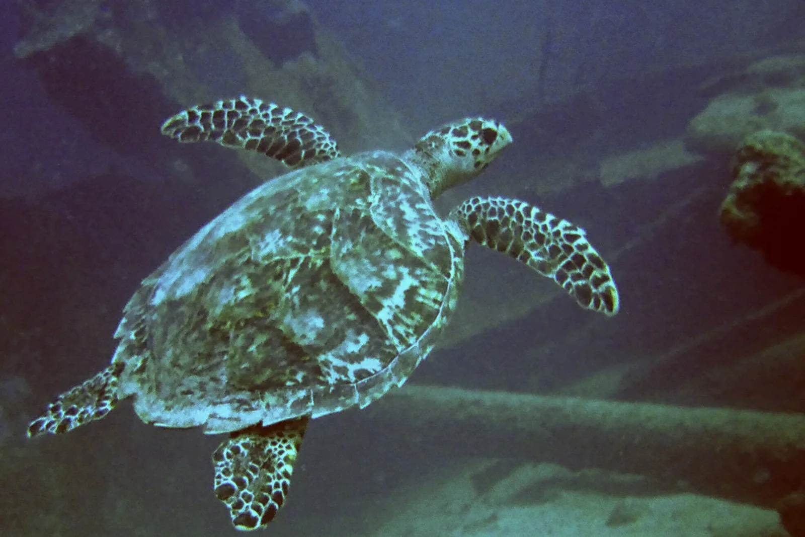Tartaruga-de-pente nadando junto ao casco do naufrágio Antilla, em Aruba