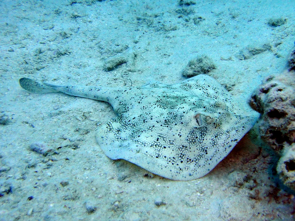 Raia-amarela sobre a areia no ponto Hammerhead Gulch, em Exuma, nas Bahamas