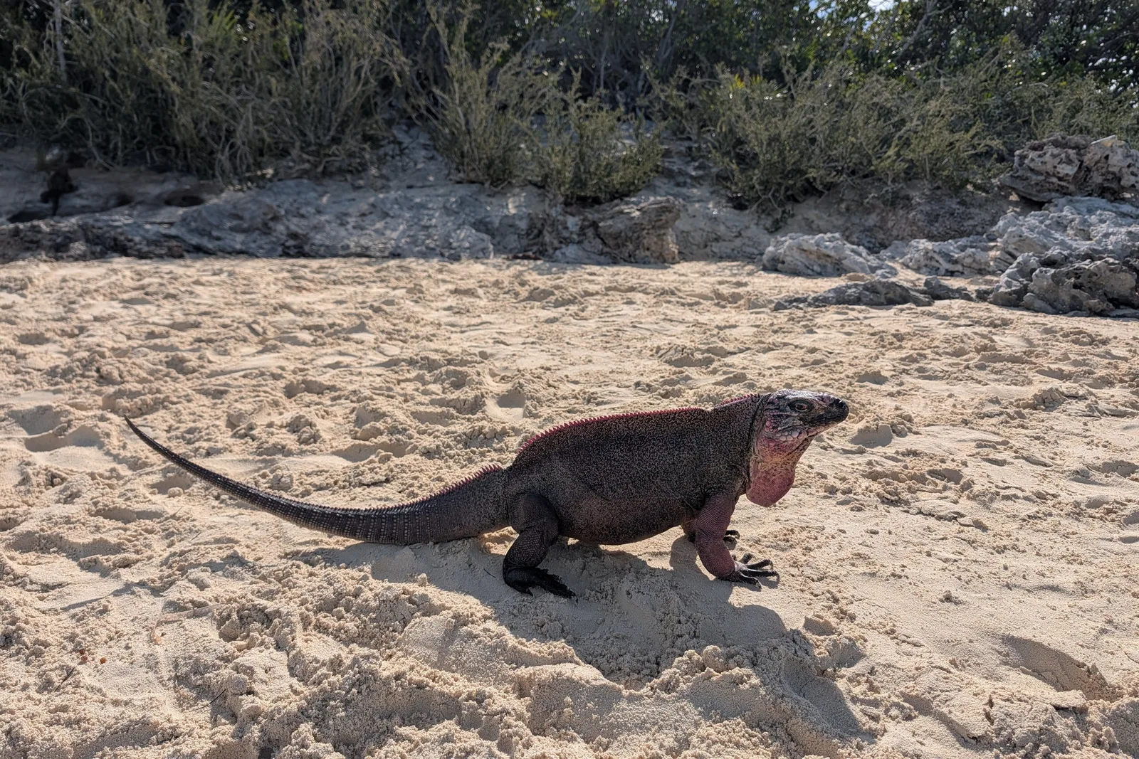 Iguana-de-rocha sobre a areia de Allan's Cay, nas Exumas