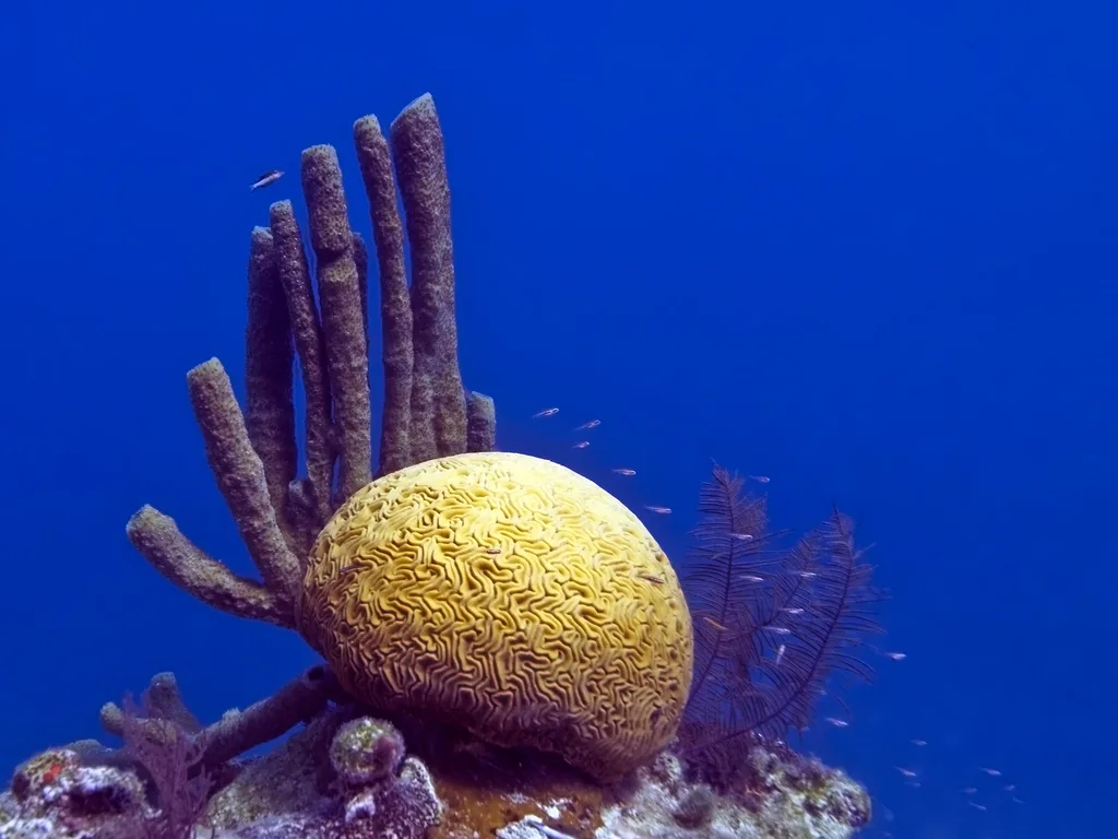 Coral-cérebro e esponjas-tubo na borda do Great Blue Hole, em Belize