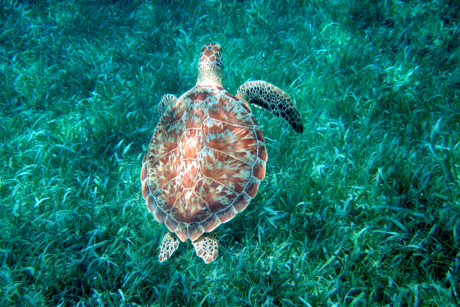 Tartaruga-verde sobre o capim-marinho da Reserva Marinha de Hol Chan, em Belize