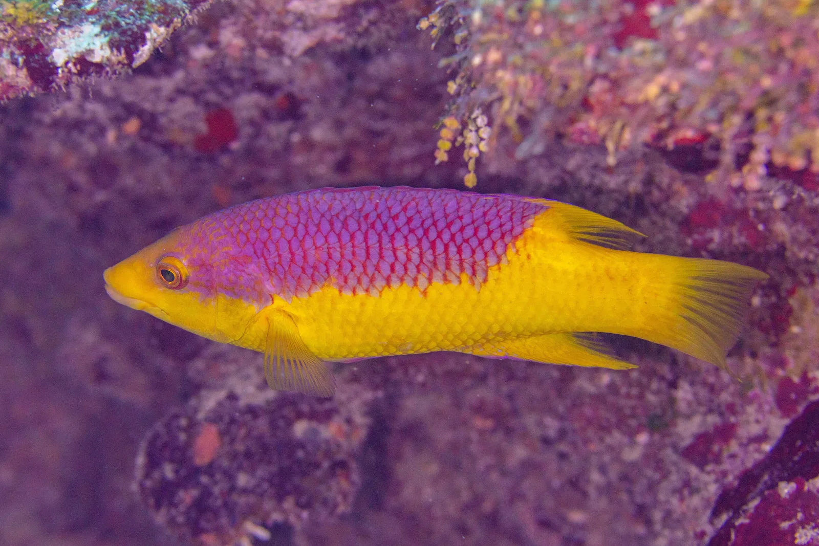 Bodião-espanhol amarelo e roxo no recife de San Pedro, em Belize