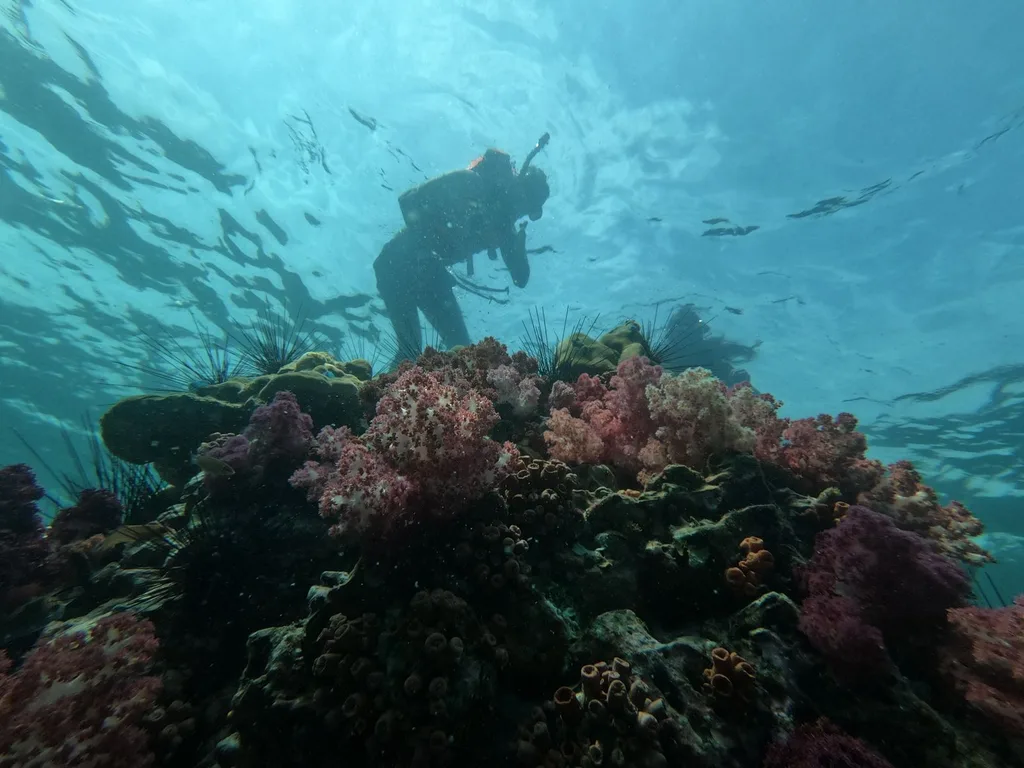 Mergulhador nadando sobre parede de coral no azul do Caribe
