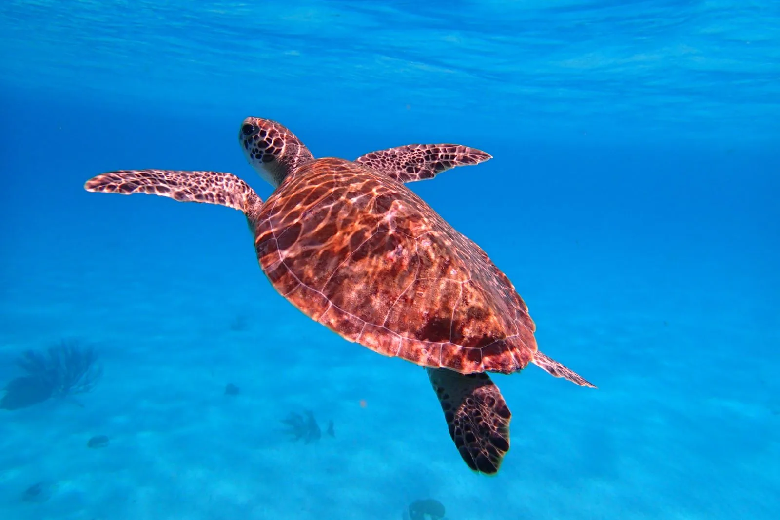 Tartaruga marinha nadando em água azul cristalina