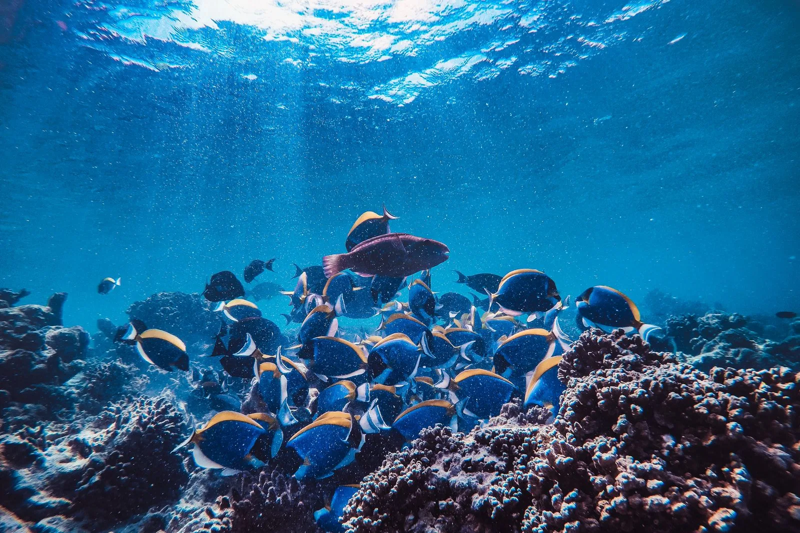 Cardume de peixes tropicais sobre recife de coral