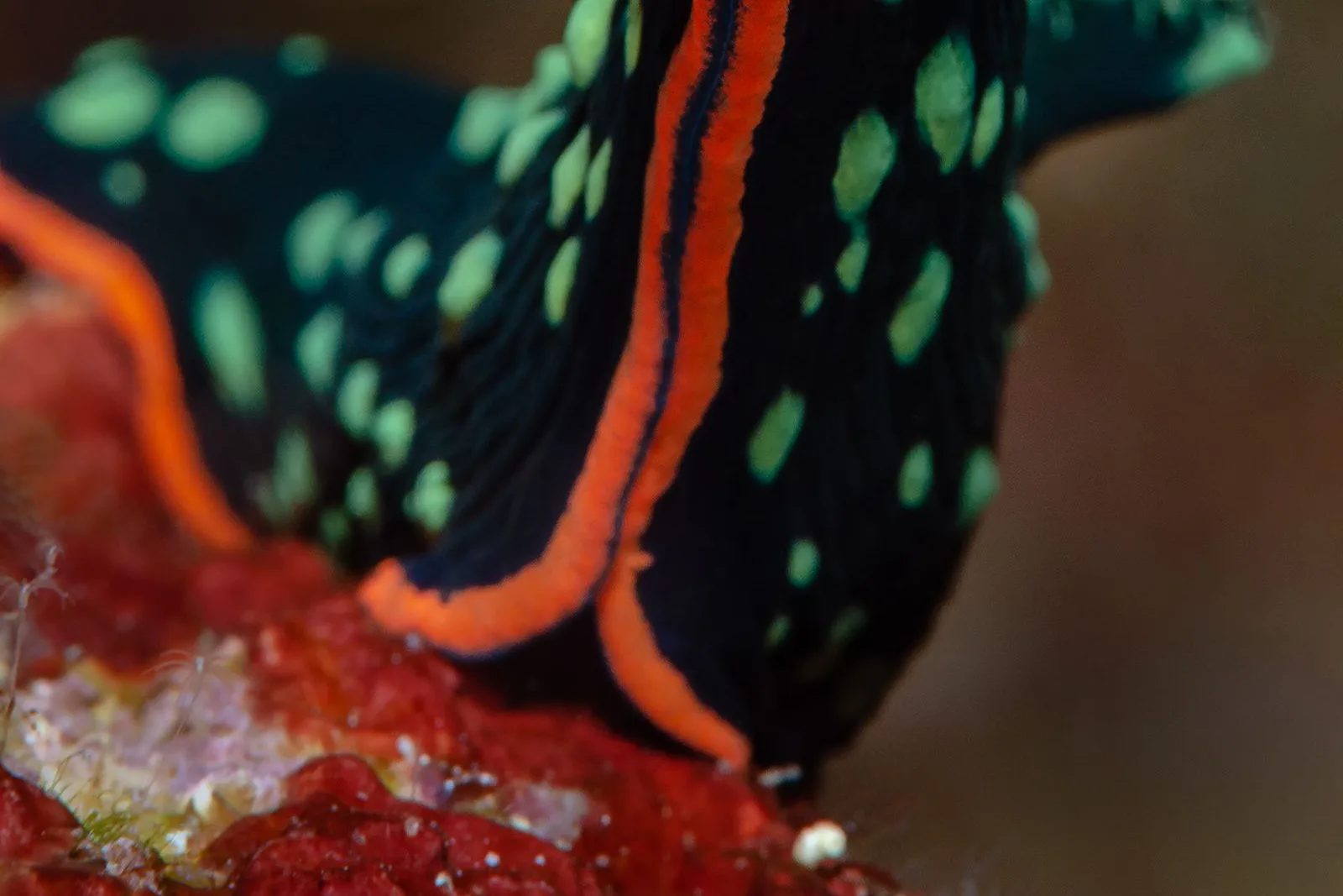 Nudibrânquio colorido sobre esponja vermelha em recife tropical