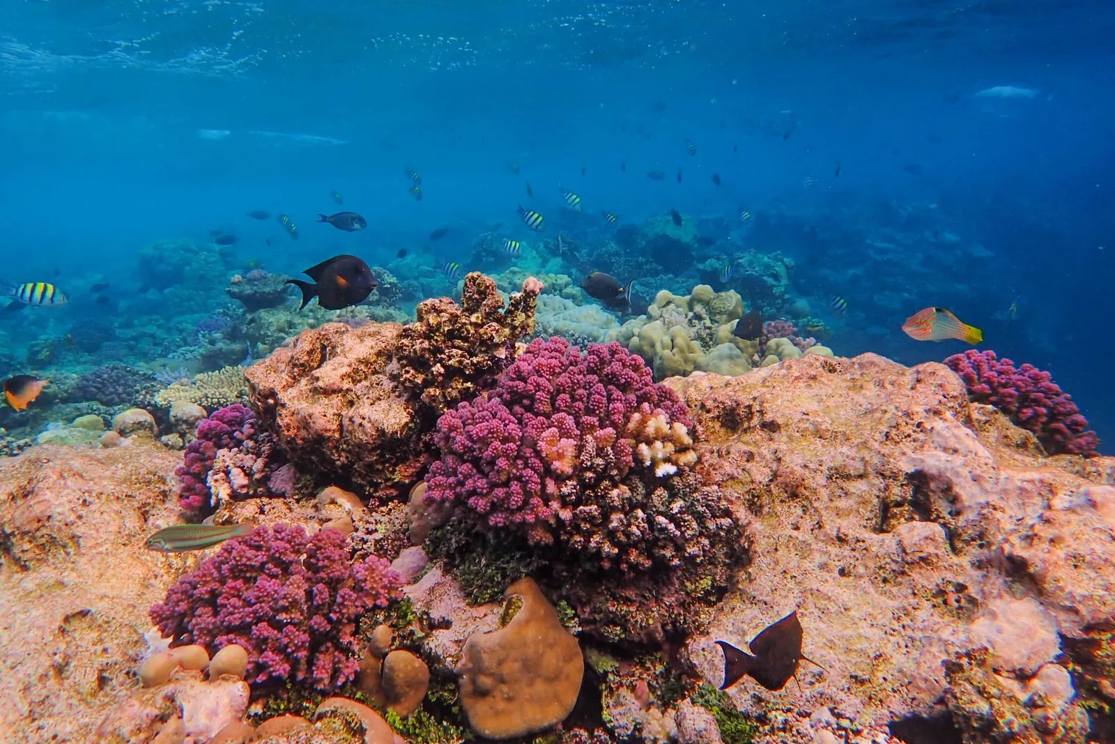 Recife de coral colorido em água azul cristalina do mar do Caribe