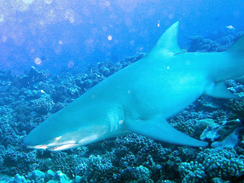 Tubarão-limão nadando sobre o recife de coral, ao largo do Tahiti