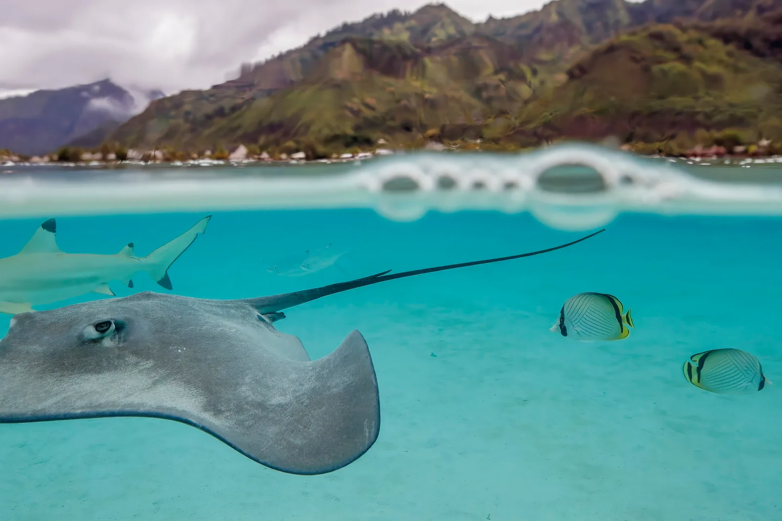 Raia, tubarão-galha-preta e peixes-borboleta na lagoa rasa, com as montanhas de Moorea acima da linha d'água
