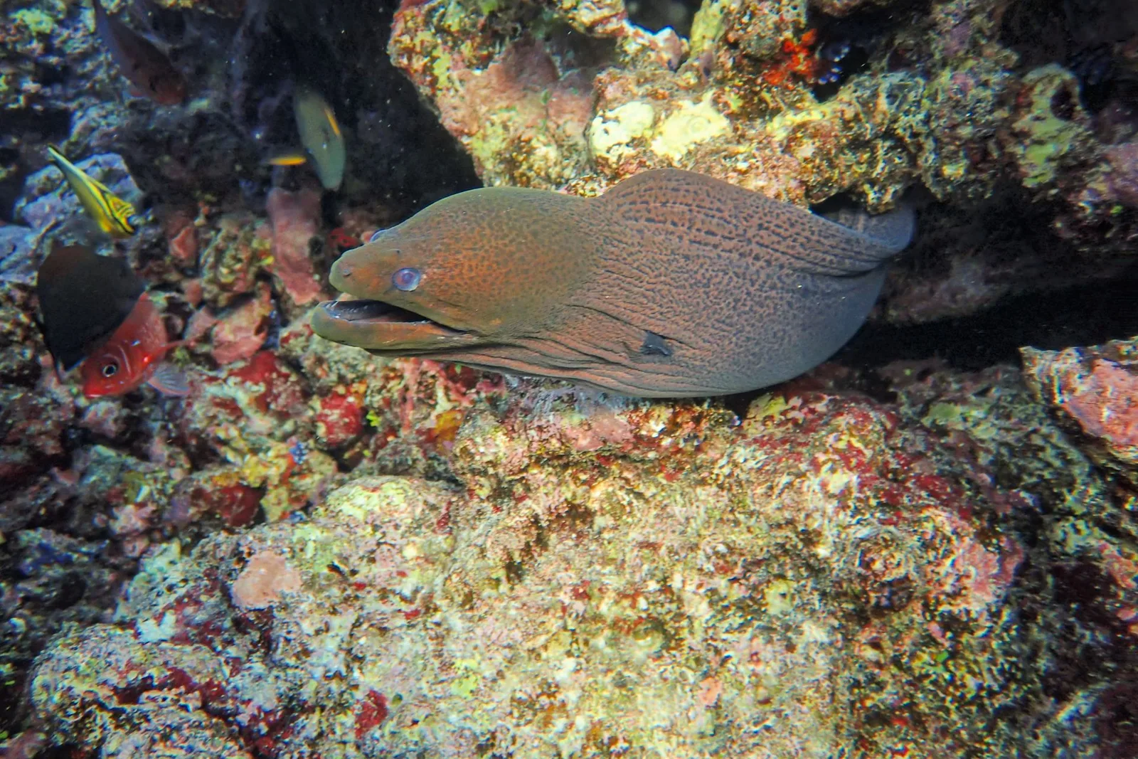 Moreia-gigante entre formações de coral