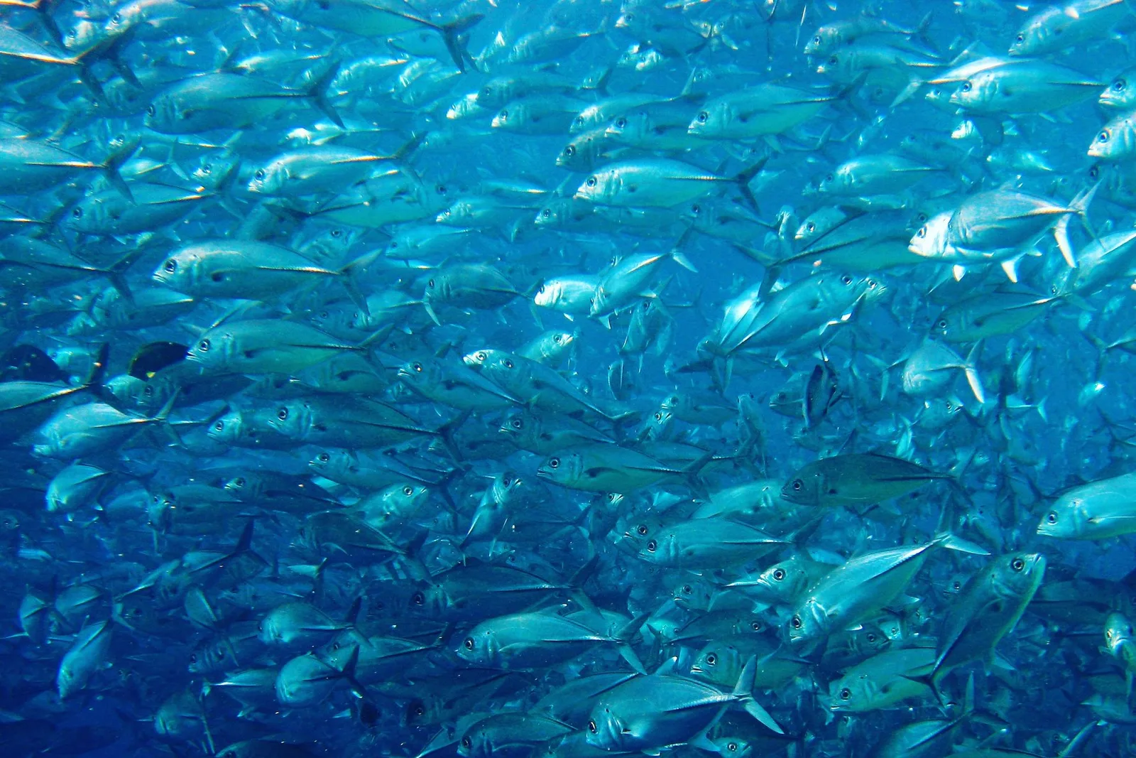 Cardume denso de peixes formando uma parede na água azul