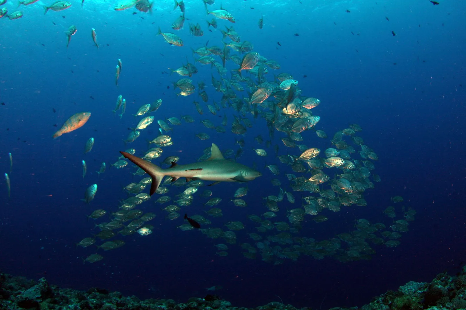 Tubarão-de-recife cruzando um denso cardume de peixes em mar aberto