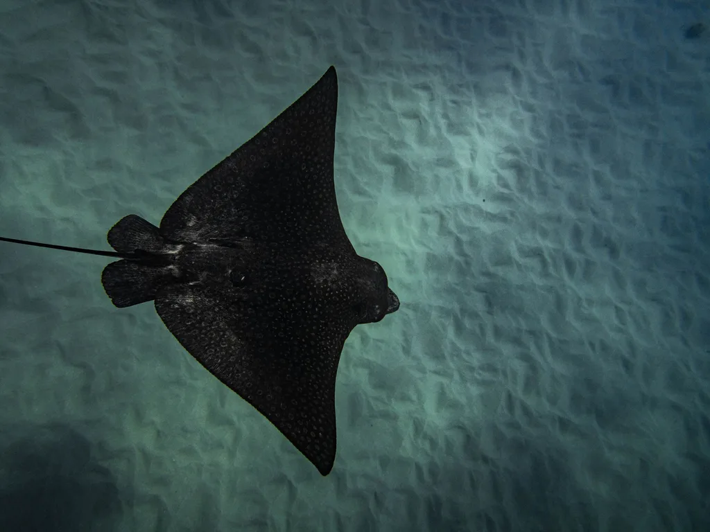 Arraia-águia deslizando sobre o fundo do oceano em ambiente recifal