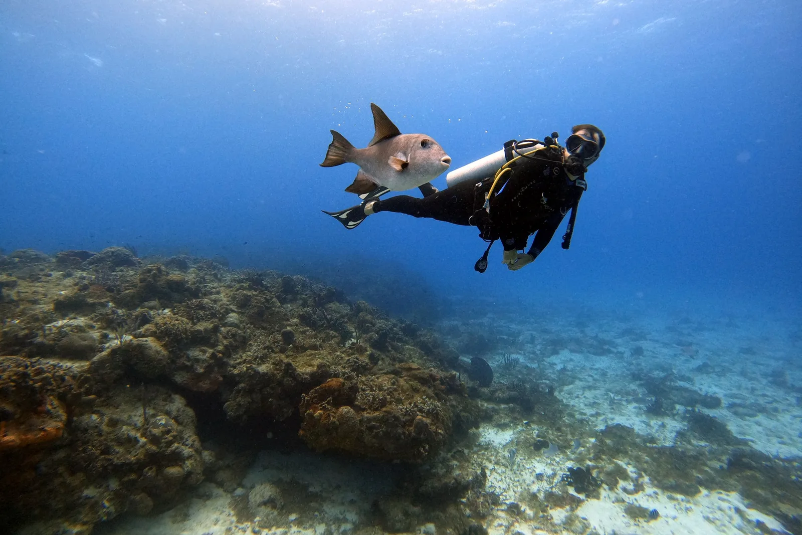Mergulhador nadando ao lado de peixe em recife de coral em Cozumel