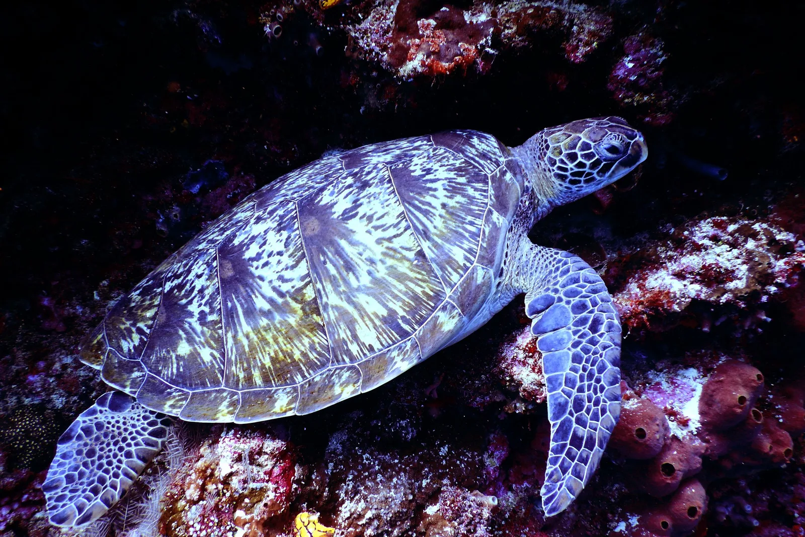 Tartaruga marinha nadando sobre recife de coral