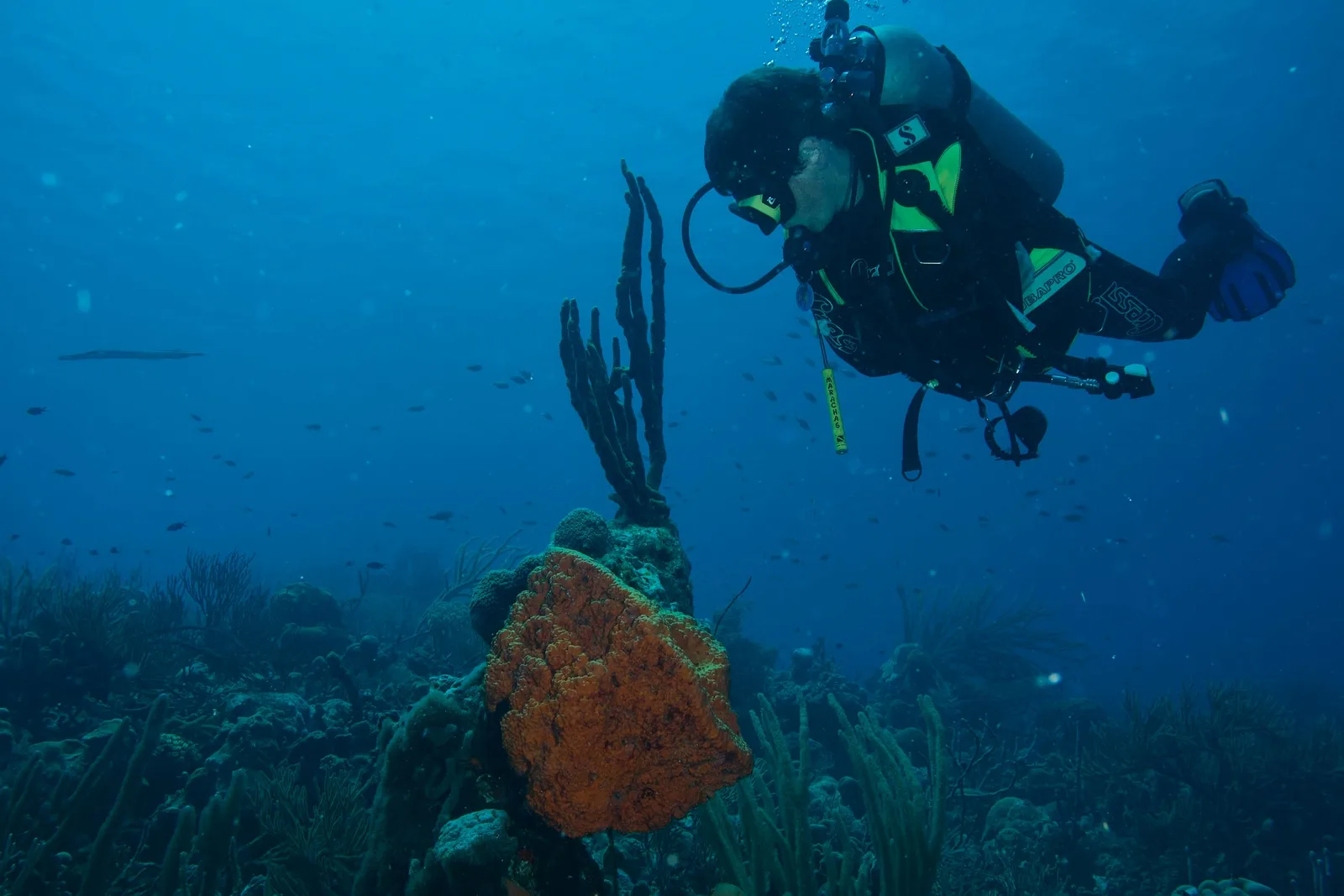 Mergulhador explorando parede de coral vertical