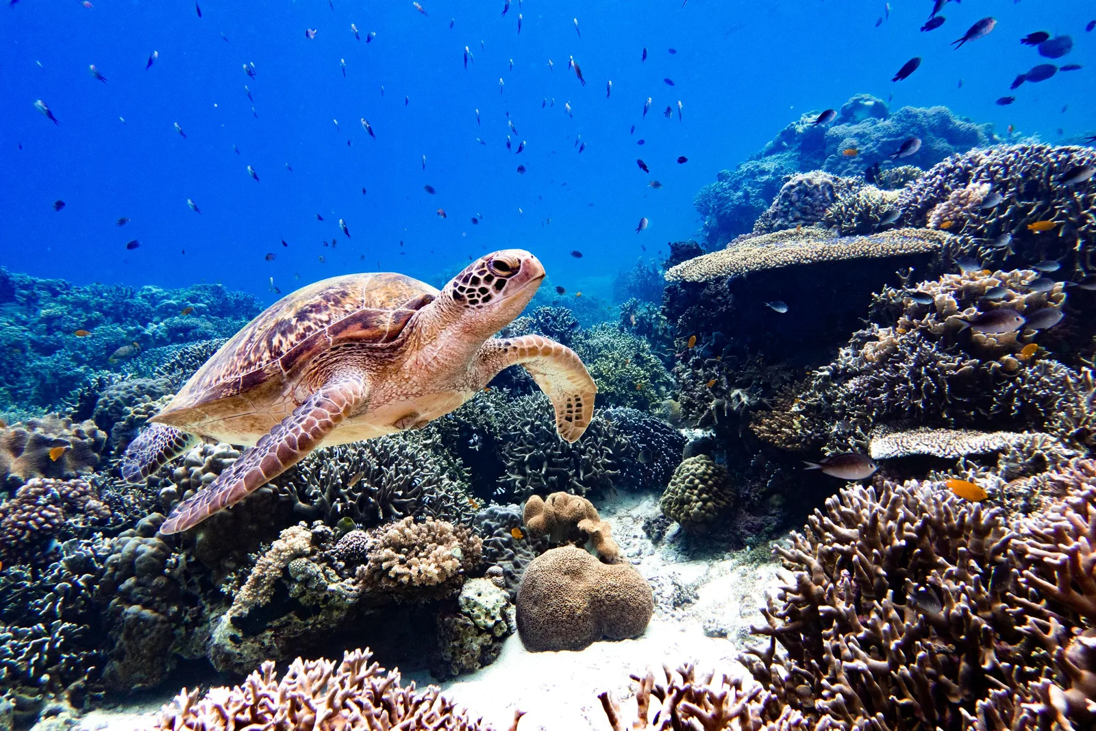 Tartaruga marinha nadando perto de recife de coral