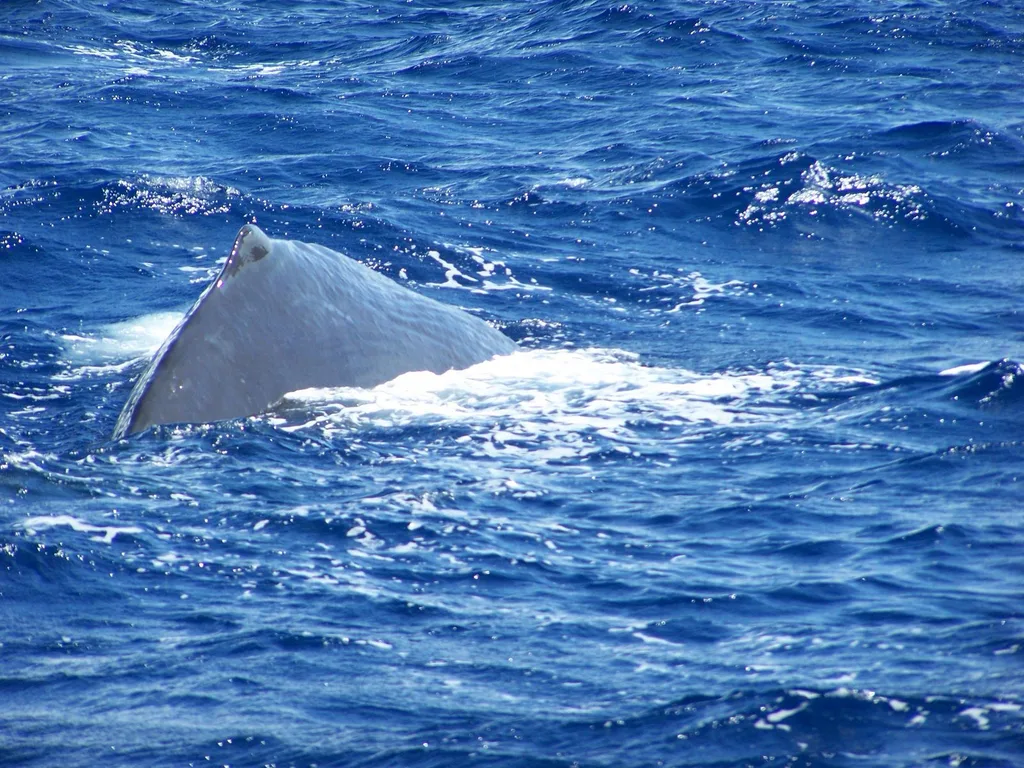 Cachalote arqueando o dorso antes de mergulhar, ao largo de Roseau, em Dominica