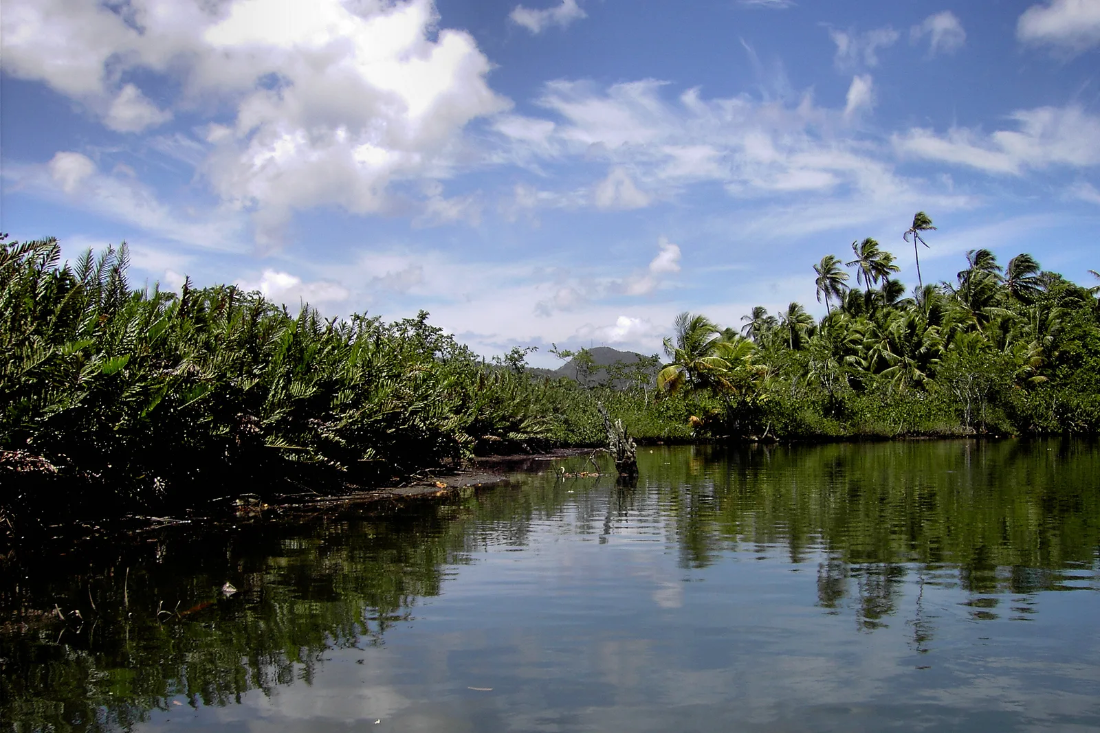 Indian River entre palmeiras e mangue, perto de Portsmouth, em Dominica