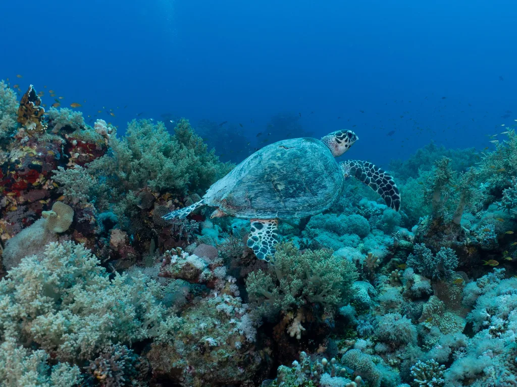 Tartaruga marinha nadando sobre recife de coral