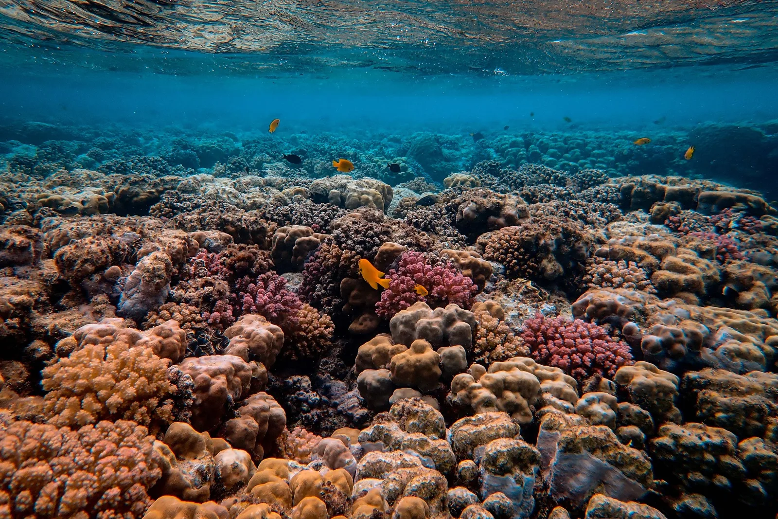 Recife de coral raso e colorido com peixes tropicais