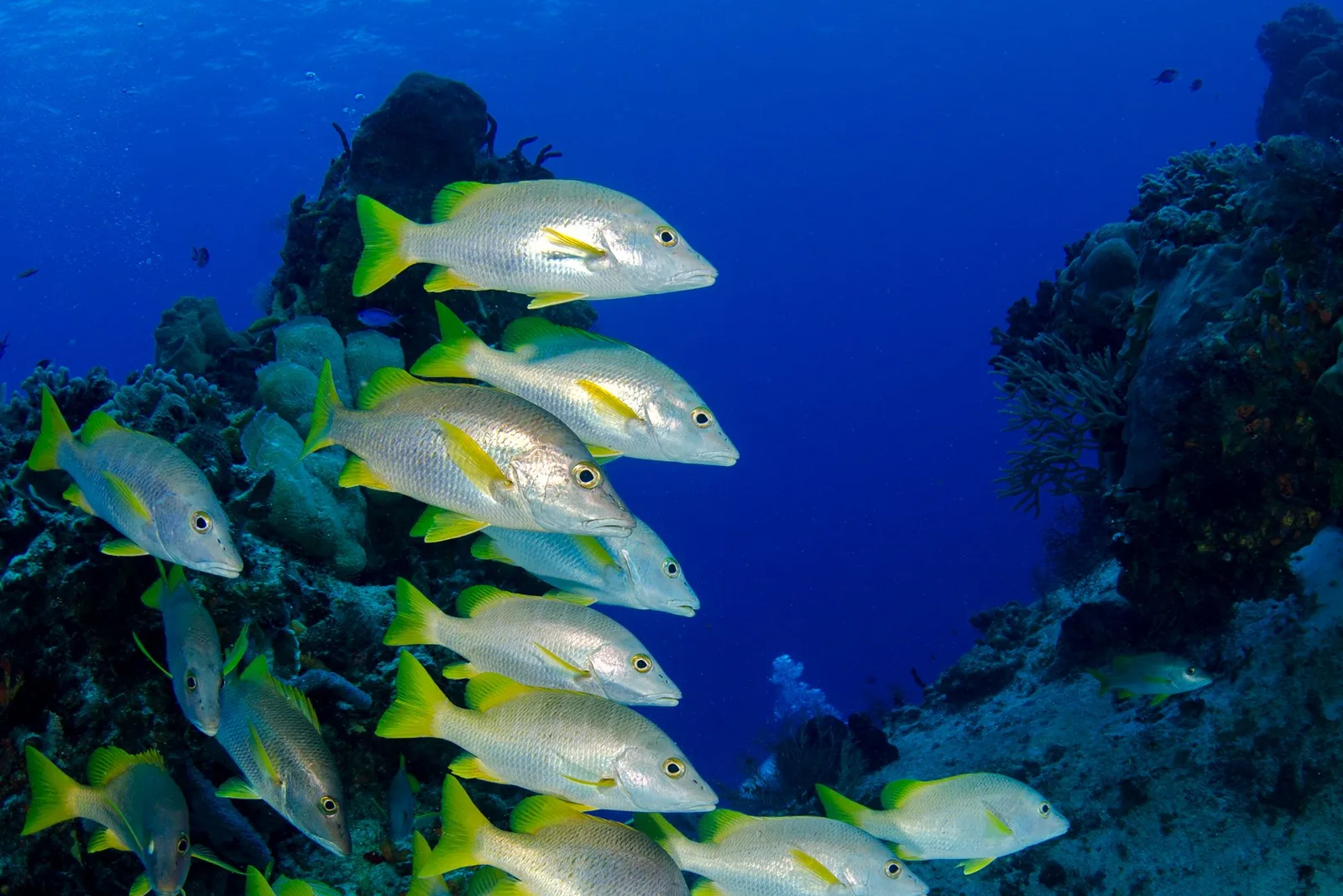 Cardume de peixes coloridos sobre formação de coral