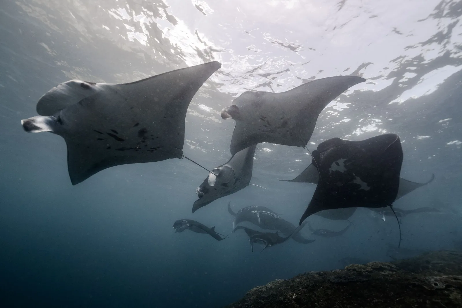 Arraia-manta nadando junto ao fundo do oceano