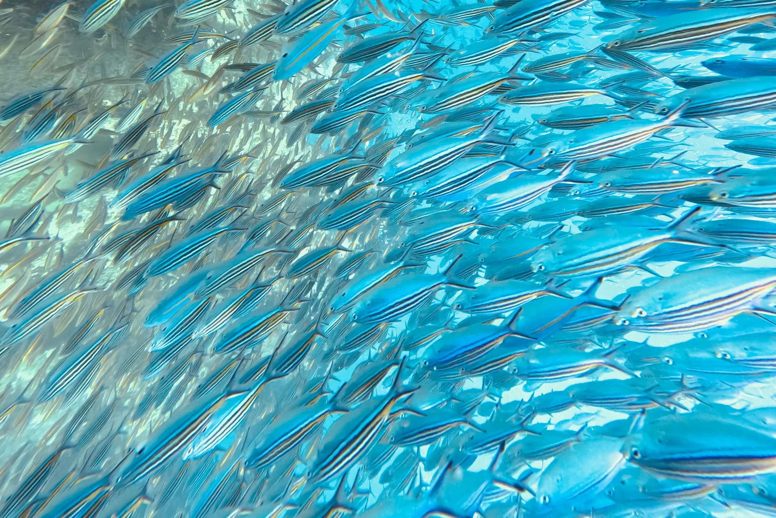 Cardume denso de peixes prateados em água azul