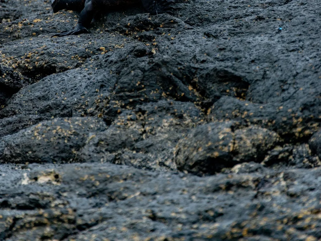 Iguana-marinha, espécie exclusiva de Galápagos, sobre rochas na costa
