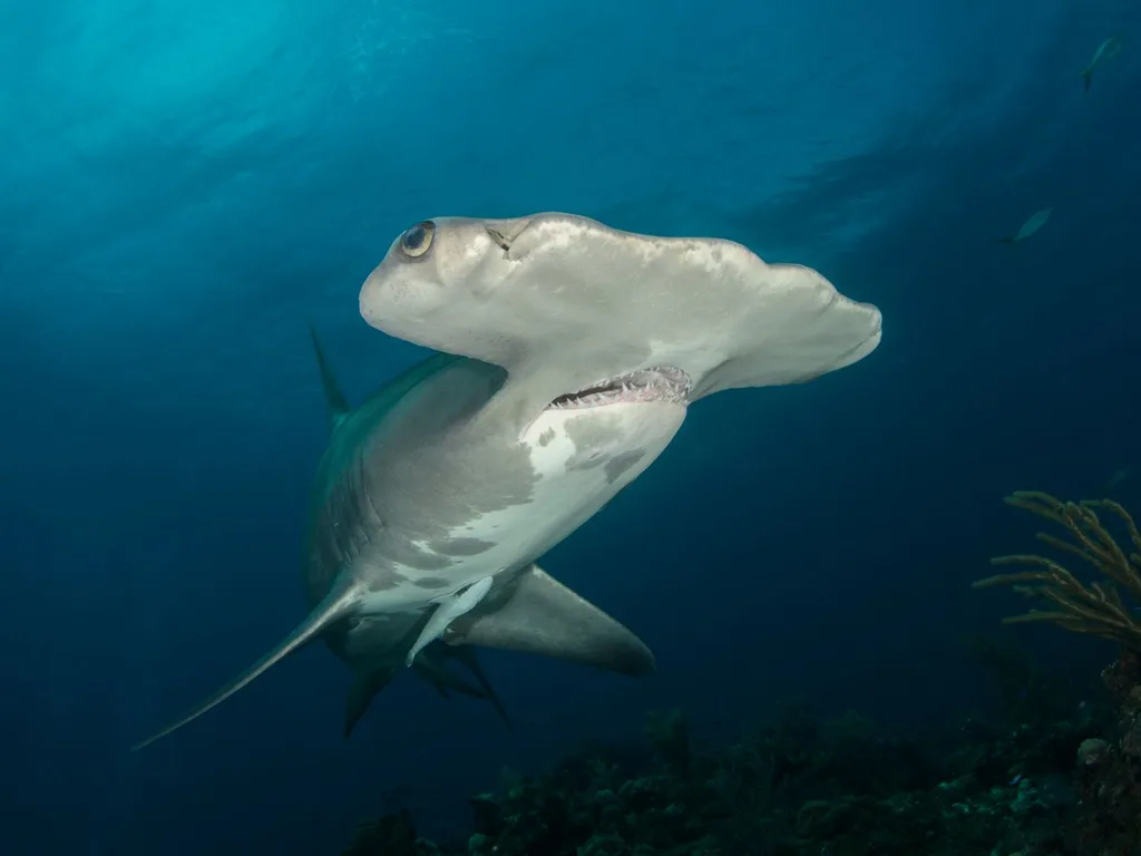 Tubarão-martelo visto de perto durante mergulho em mar aberto