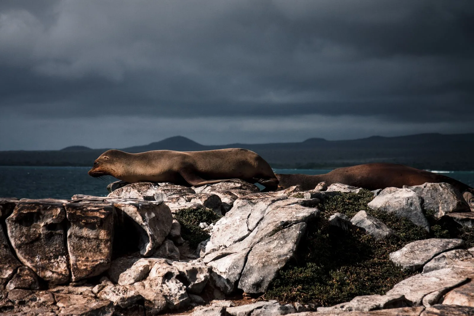 Leão-marinho de Galápagos descansando sobre rocha na costa