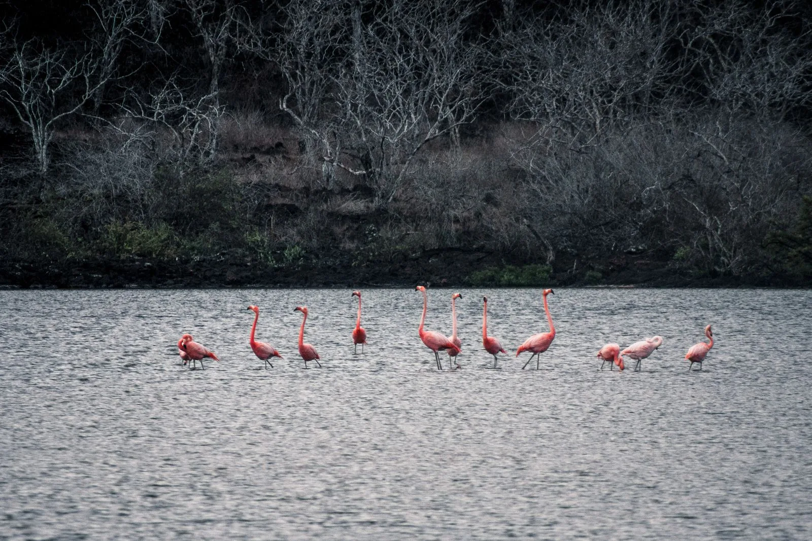 Flamingos em lagoa costeira de Galápagos