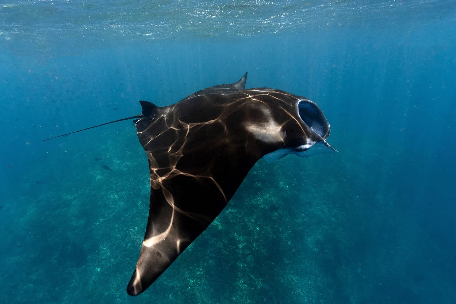 Arraia-manta nadando em mar aberto