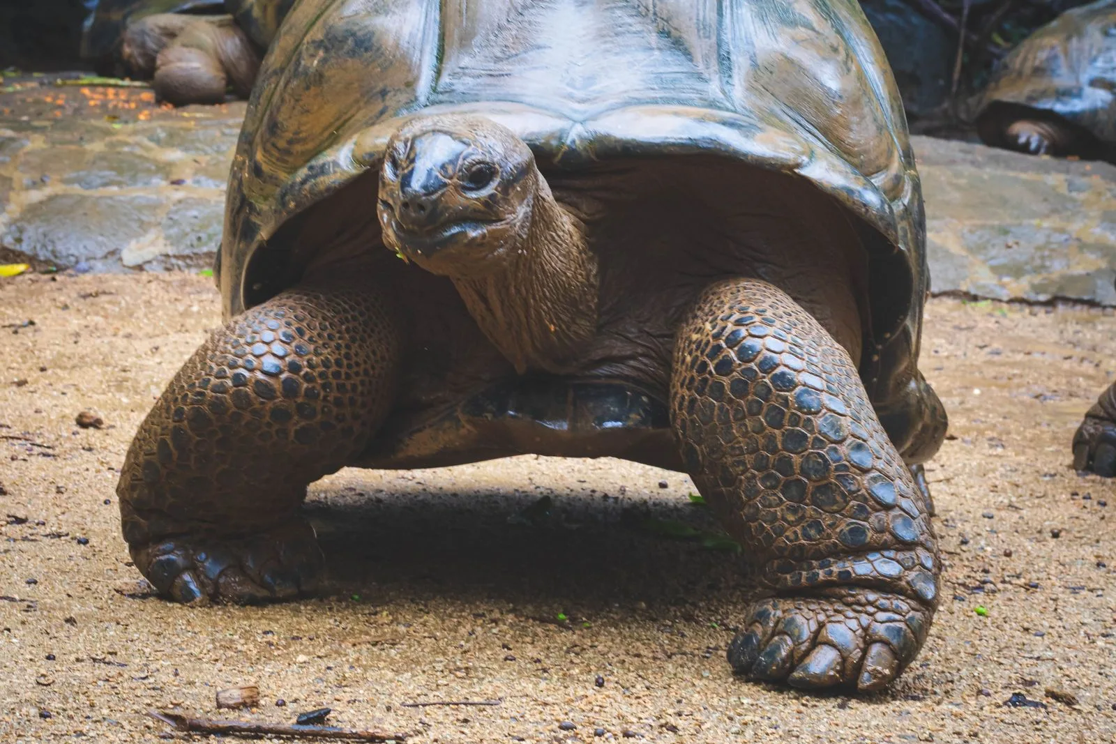 Tartaruga-gigante em seu habitat