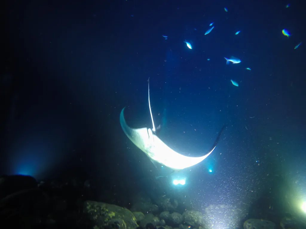 Manta iluminada pelas lanternas no mergulho noturno da Big Island, no Havaí