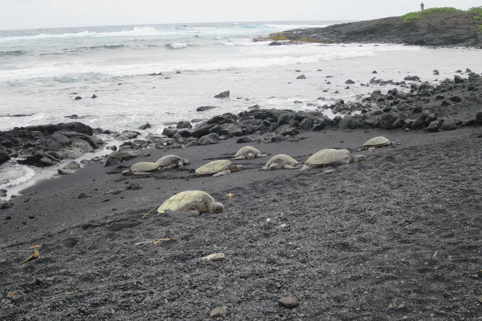 Tartarugas-verdes descansando na areia preta de Punaluʻu, na Big Island do Havaí